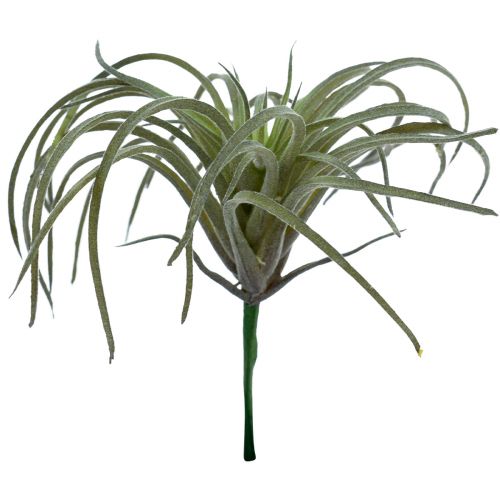 Floristik24 Tillandsia Sukulentné umelé zelené rastliny 13 cm