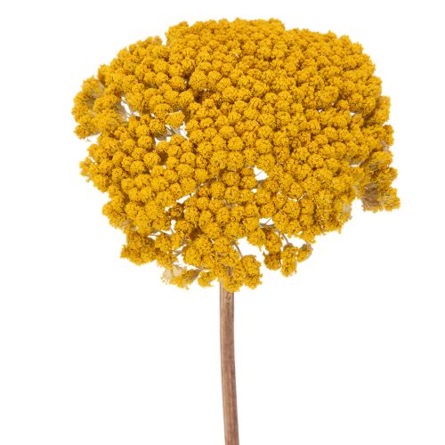 Sušené kvety rebríčka žltého Achillea Natur Gelb 1kg kúpiť | Floristik24.sk