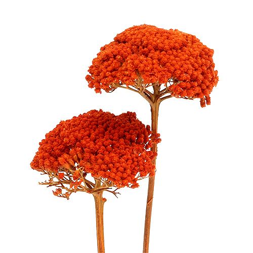 položky Achillea pomarančové sušené kvety rebríček 45-60cm 1kg