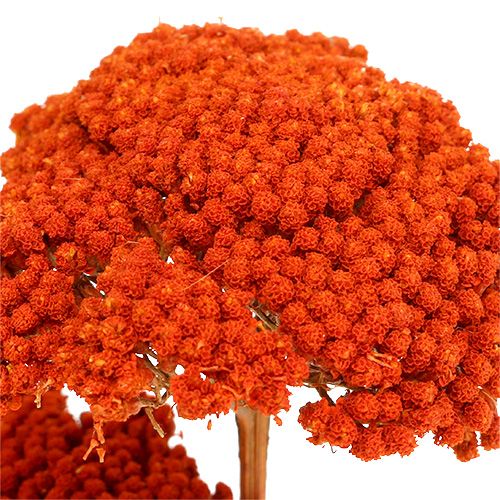 položky Achillea pomarančové sušené kvety rebríček 45-60cm 1kg