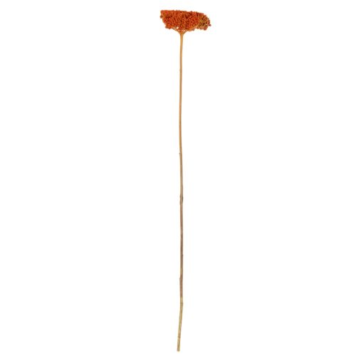 Sušené kvety Achillea Orange, rebríček obyčajný, 45-60 cm, 1 kg | Floristik24.sk