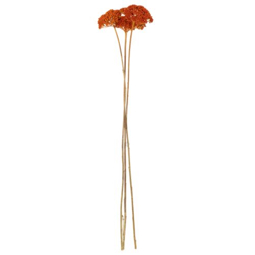 Sušené kvety Achillea Orange,