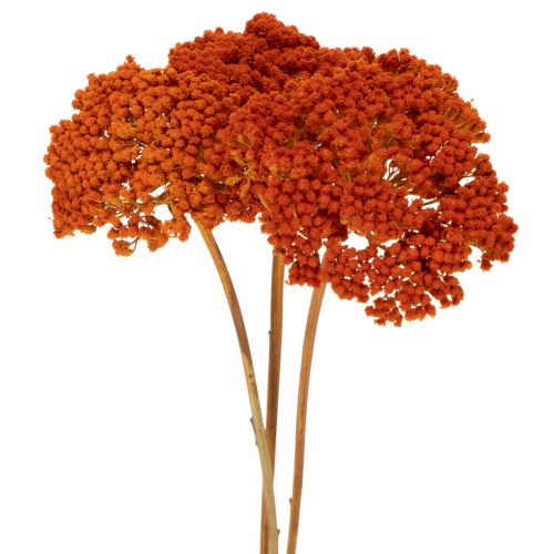 Sušené kvety Achillea Orange,