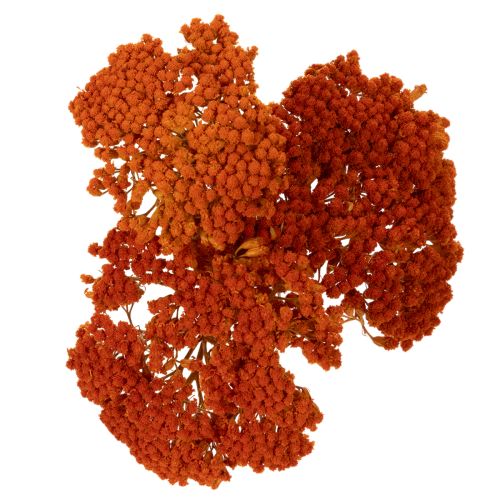 Sušené kvety Achillea Orange,