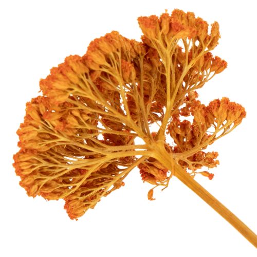Sušené kvety Achillea Orange,