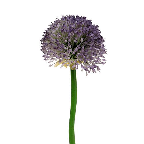 Floristik24 Allium 87 cm Levanduľa