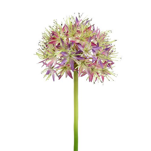 Floristik24 Allium svetlofialová L76cm