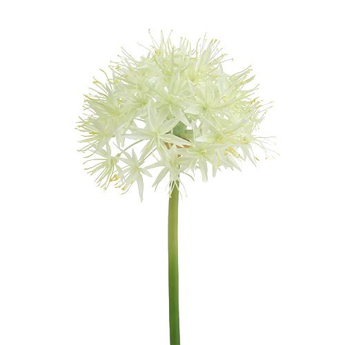 Floristik24 Allium krémovo biela L76cm