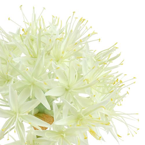 položky Allium krémovo biela L76cm