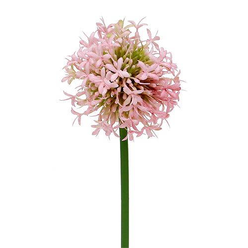 Floristik24 Allium umelá ružová 51cm