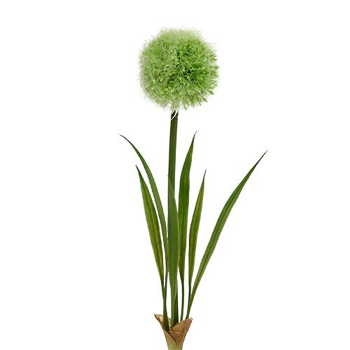 Floristik24 Allium zelená L37,5cm 4ks