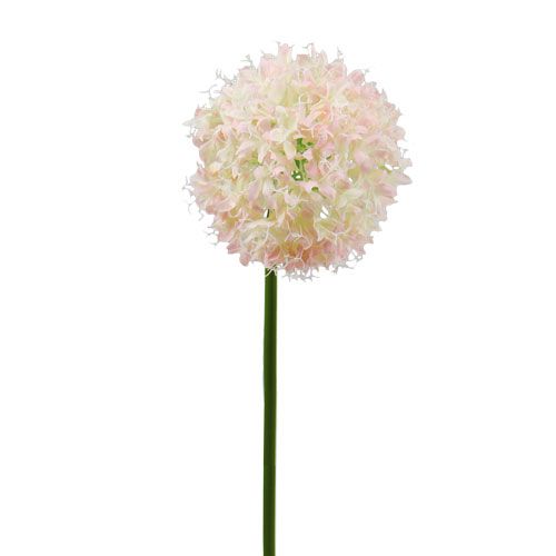 Floristik24 Allium krémovo-ružová Ø15cm L70cm