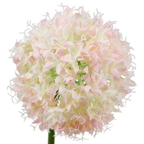 položky Allium krémovo-ružová Ø15cm L70cm