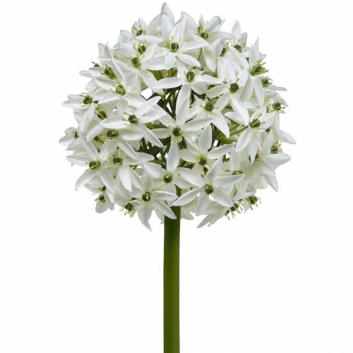 položky Dekoračný kvet allium, umelý guľatý pór, okrasný pór biely Ø20cm L72cm