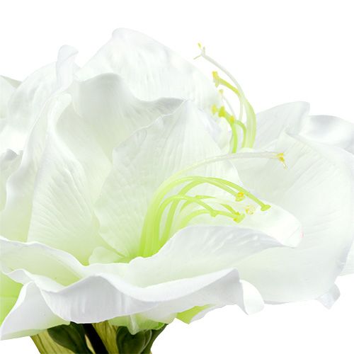 položky Amarylis kvet biely L 73cm 2ks