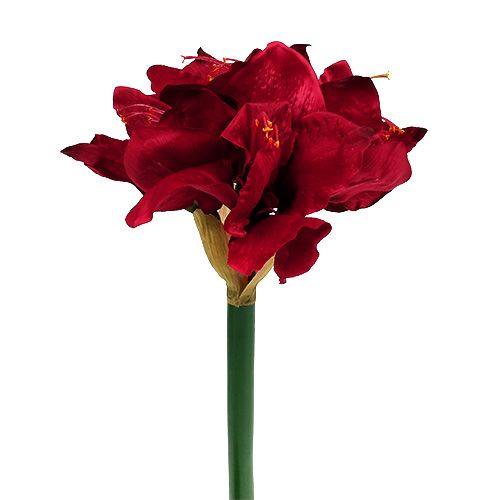 Floristik24 Amaryllis tmavočervená L 73cm 2ks