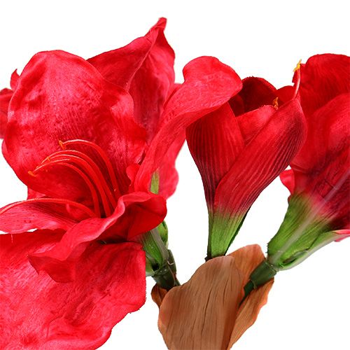 položky Amaryllis tmavo červená 72,5 cm