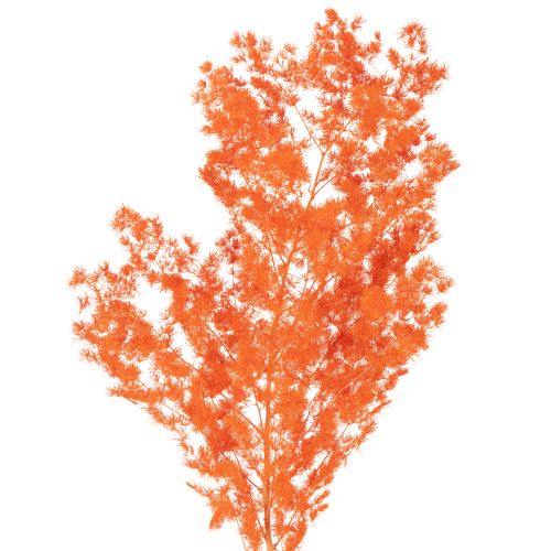 Sušené kvety špargle, konáre, okrasná špargľa, farbená 65 cm 80 g