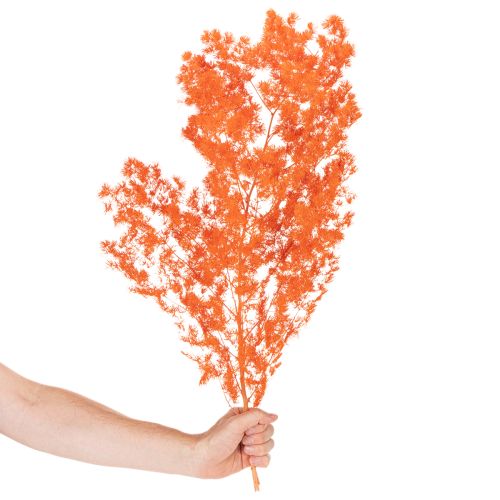 Sušené kvety špargle, konáre, okrasná špargľa, farbená 65 cm 80 g | Floristik24.sk