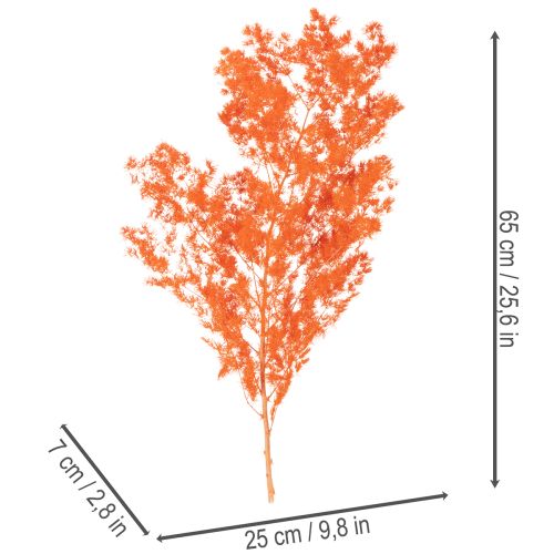 Sušené kvety špargle, konáre, okrasná špargľa, farbená 65 cm 80 g | Floristik24.sk