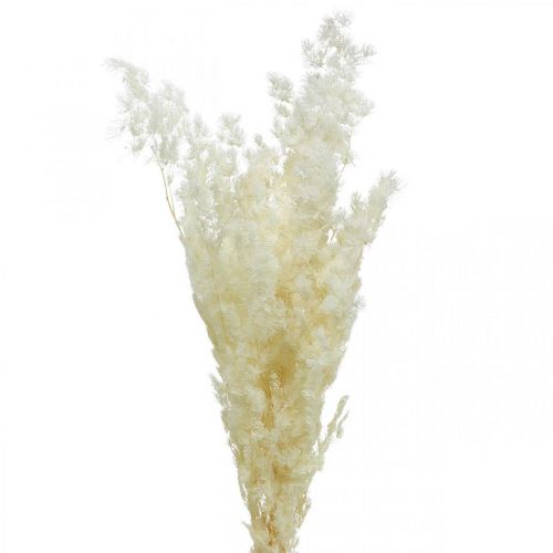 položky Špargľa suchá dekorácia biela sušená okrasná tráva 80g