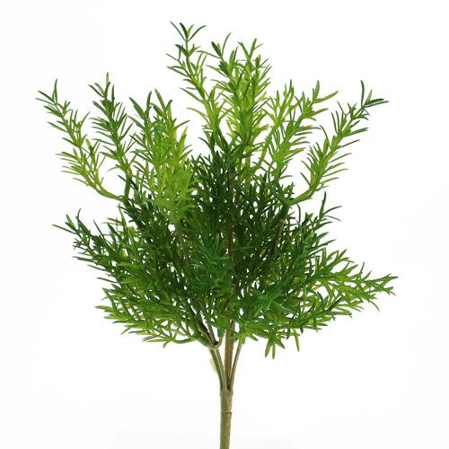 Floristik24 Špargľa 26 cm