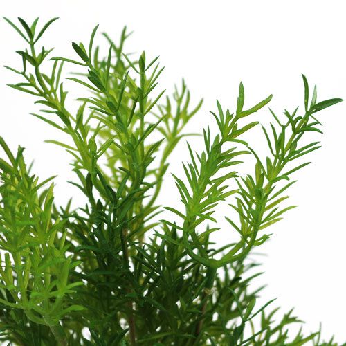 Floristik24 Špargľa 26 cm