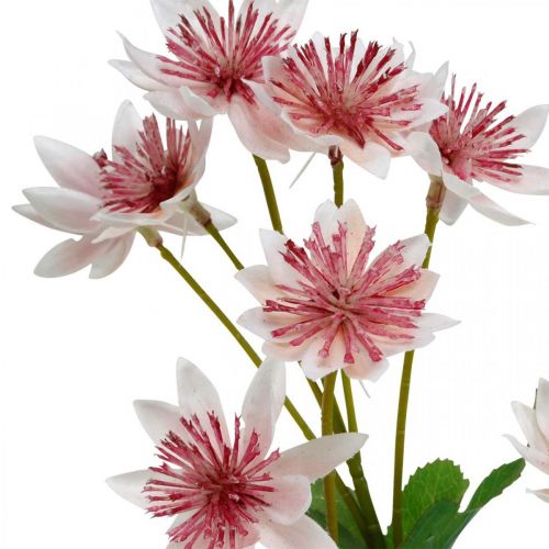 položky Veľký Masterwort Umelý Astrania Silk Flower Biela Ružová L61cm