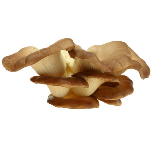 Floristik24 Hliva ustricová Deco Mushroom Brown 12cm x 19cm