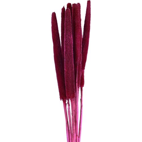 položky Sušené kvety prosa (Babala) na kreatívne dekorácie