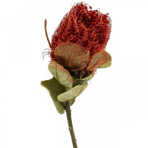 Floristik24 Banksia Baxteri Exotické Banksia sušené kvety červené 10ks