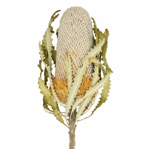 Floristik24 Banksia Hookerana natural 7ks