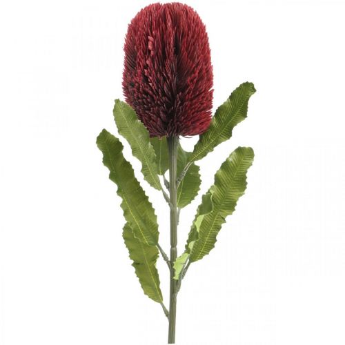 Floristik24 Umelý kvet Banksia Red Burgundy Artificial Exotics 64cm