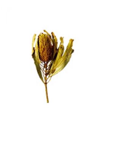 Floristik24 Banksia Hookerana žltá 7ks