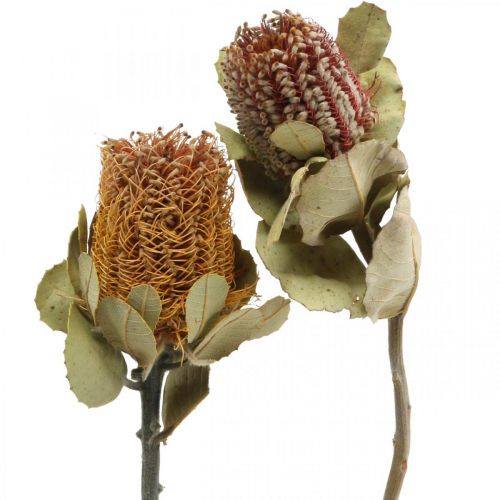 položky Banksia coccinea sušené kvety natur 10ks