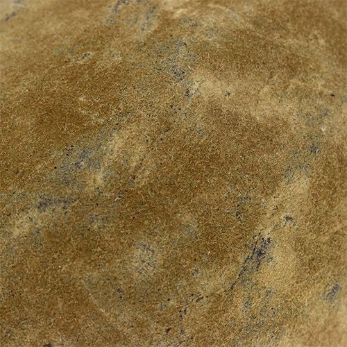 Floristik24 Baobab ovocný prírodný 15cm - 20cm