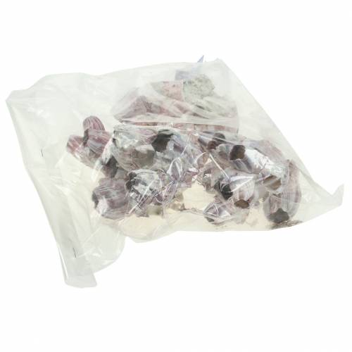 Floristik24 Ozdobná lastúra barnacles natural 12-16cm 3 ks