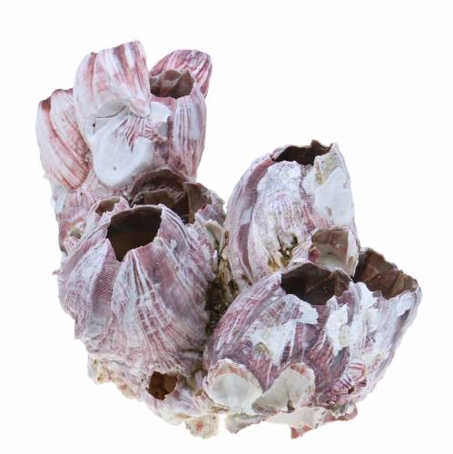Floristik24 Deco shell barnacle nature 12-16cm 3ks