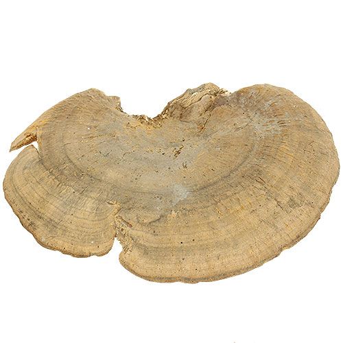položky Hubka na strom prírodná dekoratívna huba sušená 6cm 1kg