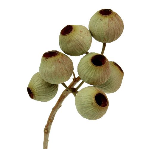 Odbočka Bellgum 4 - 14 hláv 20 ks