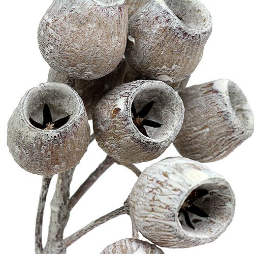 položky Konár zvončeka s 5-7 plodmi biely umytý 20 ks