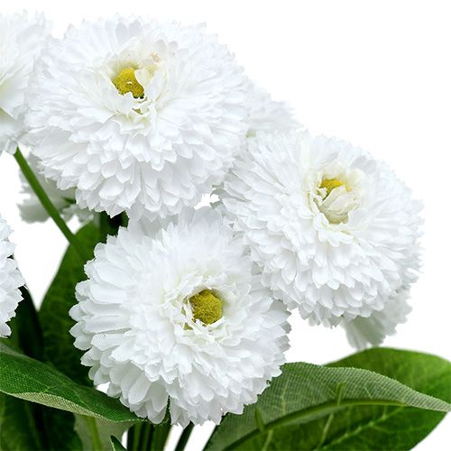 Floristik24 Bellis kytica biela 24cm 3ks
