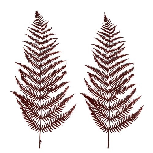 položky Papraď ozdobná papraď horská sušené listy vínovočervené 50cm 20ks