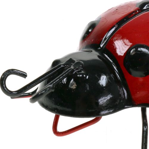 Floristik24 Lienka 10cm