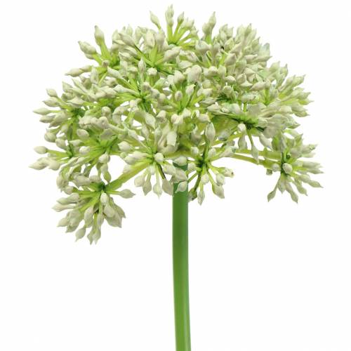 Floristik24 Allium umelá biela 55cm