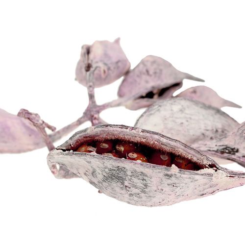 položky Brachyciton černice s polevou 500g