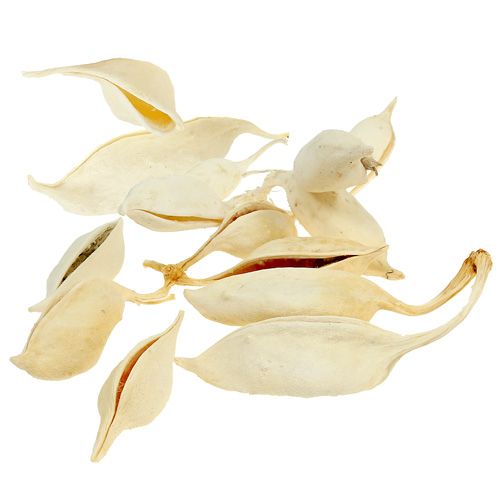 položky Brachyciton bielený 500g