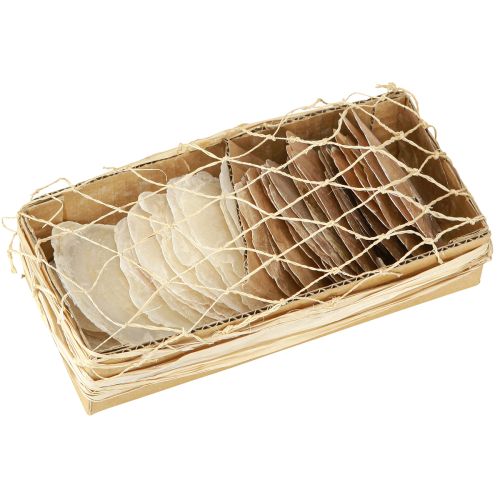 Floristik24 Disky Capiz v škrupine z prírodného zlata 60 ks