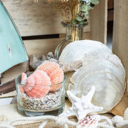 Floristik24 Capiz mušle 500 g