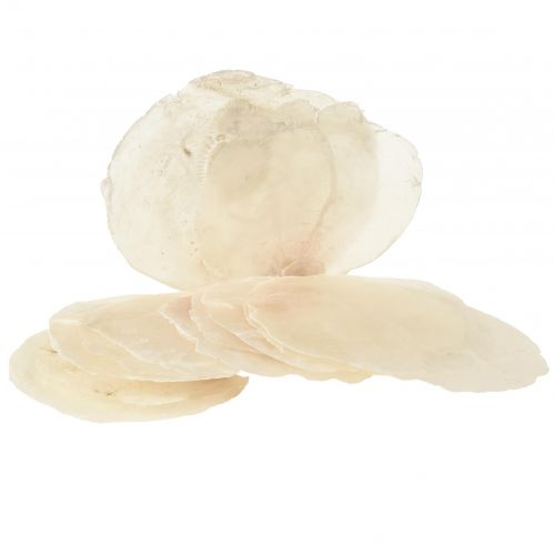 Capiz mušle Capiz plátky perleťové plátky prírodné 7,5–9,5 cm 300 g